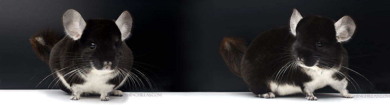 Feature Image for Black Pearl Chinchillas